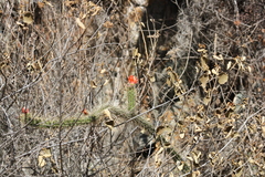 Corryocactus erectus