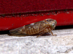 Idiocerus albolinea
