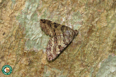 Coenipeta polynoe