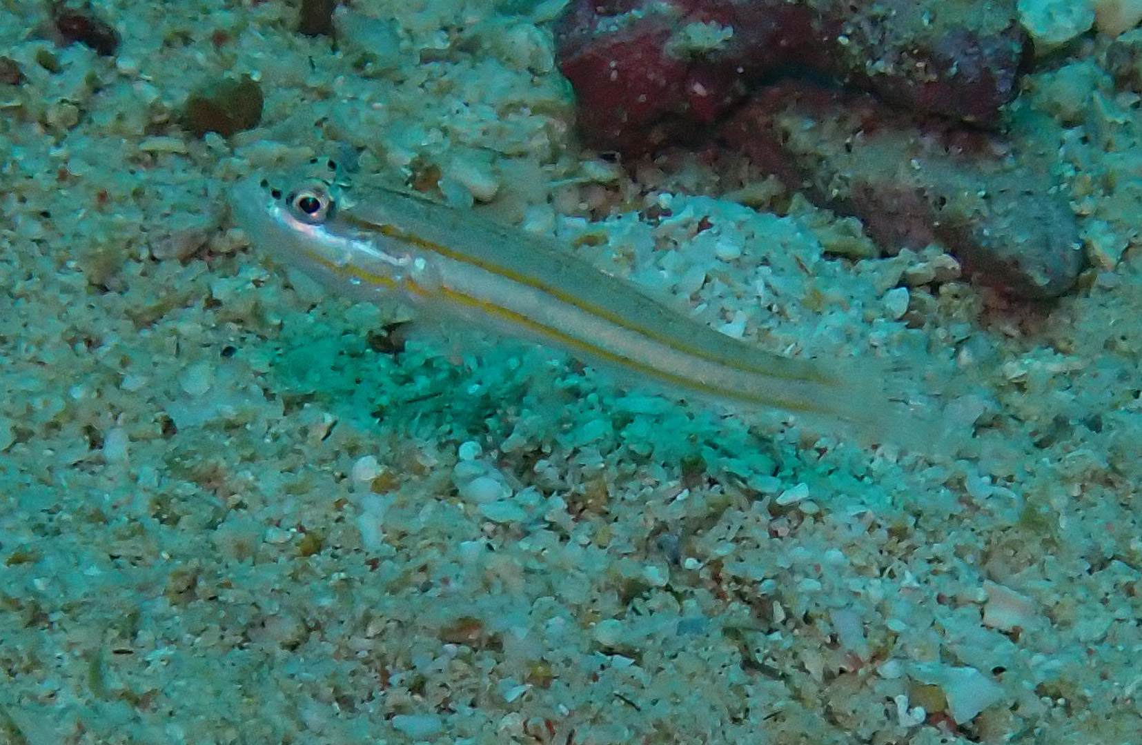 Little Glidergoby photo 7