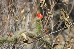 Corryocactus erectus