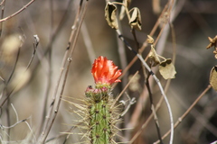 Corryocactus erectus
