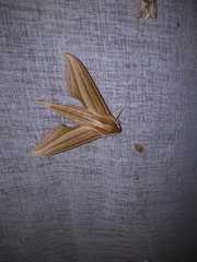 Xylophanes loelia