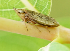 Planaphrodes
