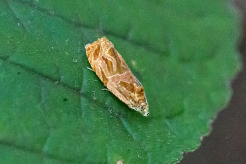 Olethreutes nitidana