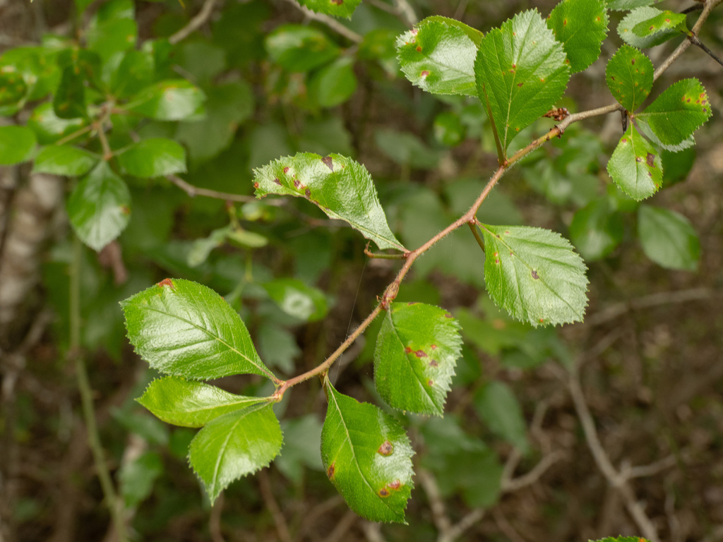 Crataegus tracyi; photograph (c) Turner Brockman, some rights reserved (CC BY-SA)
