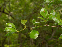 (c) Turner Brockman, some rights reserved (CC BY-SA) Crataegus tracyi, photograph (c) Turner Brockman, some rights reserved (CC BY-SA)
