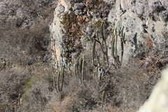 Trichocereus cuzcoensis