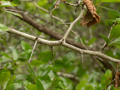 (c) Turner Brockman, some rights reserved (CC BY-SA) Crataegus tracyi, photograph (c) Turner Brockman, some rights reserved (CC BY-SA)