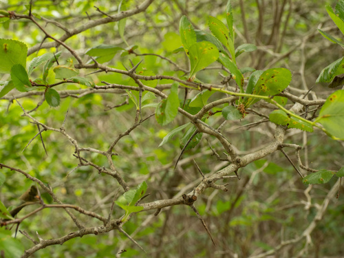 Crataegus tracyi, photograph 5