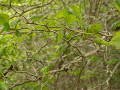 (c) Turner Brockman, some rights reserved (CC BY-SA) Crataegus tracyi, photograph (c) Turner Brockman, some rights reserved (CC BY-SA)