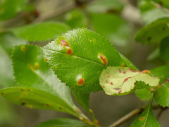 Crataegus tracyi, photograph (c) Turner Brockman, some rights reserved (CC BY-SA)