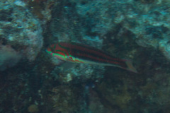 Thalassoma quinquevittatum