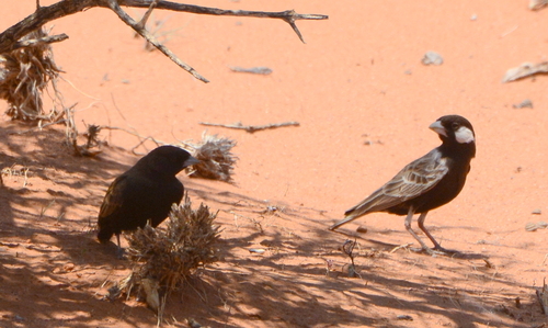 iNaturalist image