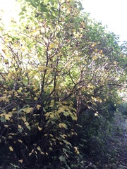 Jatropha malacophylla