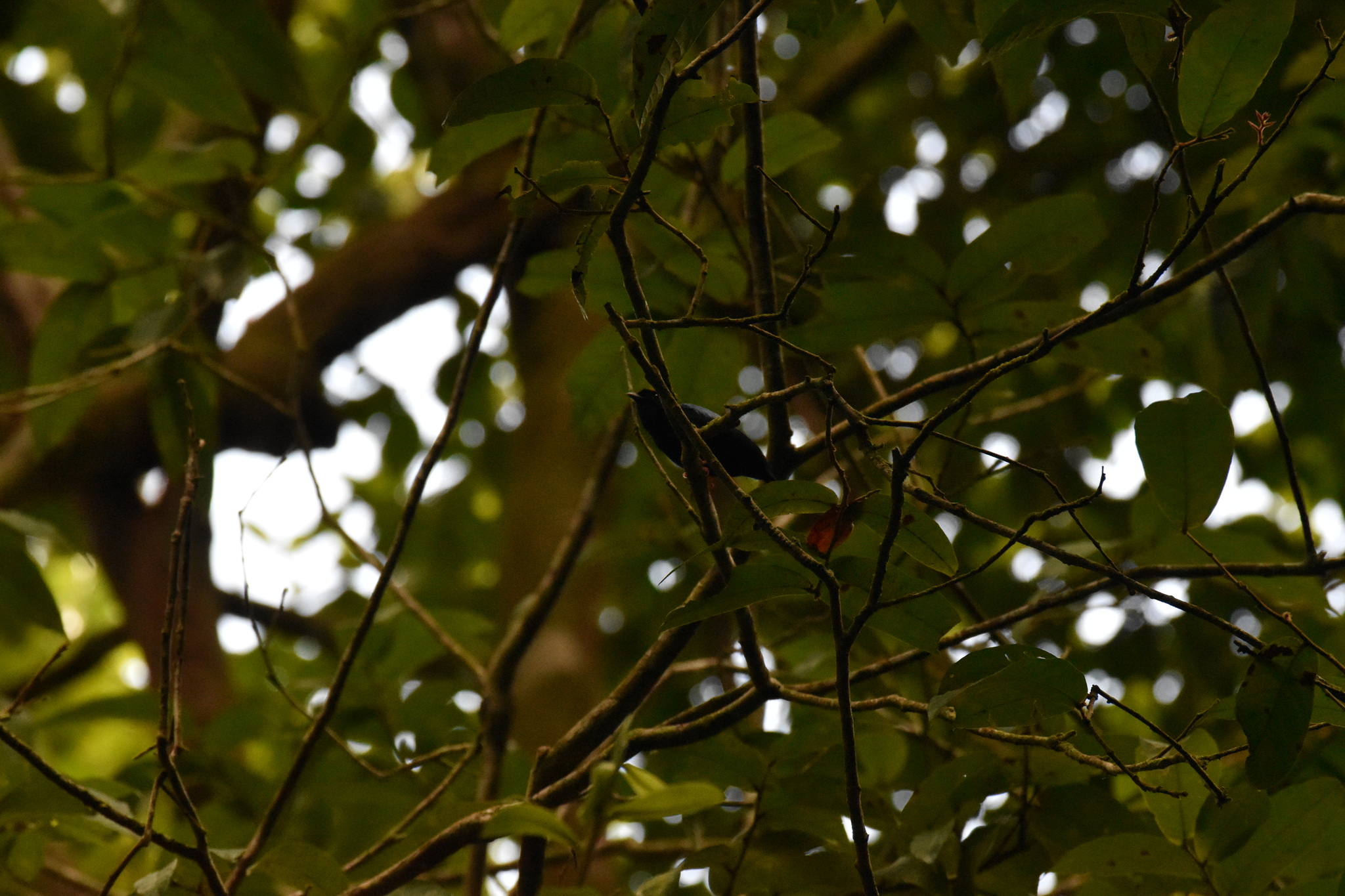 Blue-backed Manakin (Chiroxiphia pareola), photo 5