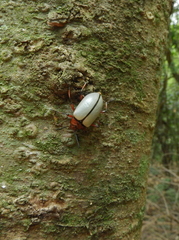 Poecilesthus suturalis