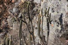Trichocereus cuzcoensis
