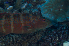 Plectropomus leopardus