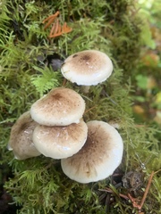 Pholiota decorata