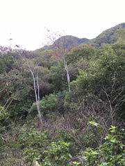 Conzattia multiflora