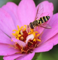 Syrphus knabi