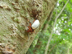 Poecilesthus suturalis