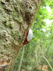 Poecilesthus suturalis