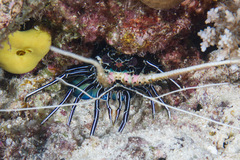 Panulirus versicolor