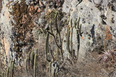 Trichocereus cuzcoensis