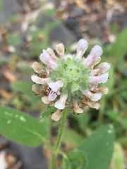 Stachys pycnantha