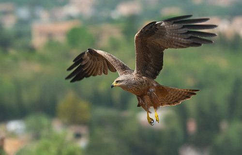 Black Kite in the wild — India wildlife