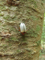 Poecilesthus suturalis