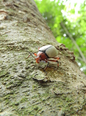 Poecilesthus suturalis