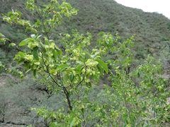 Neopringlea