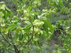 Neopringlea