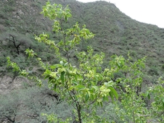 Neopringlea