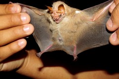 Wrinkle-Faced Bat photo 3