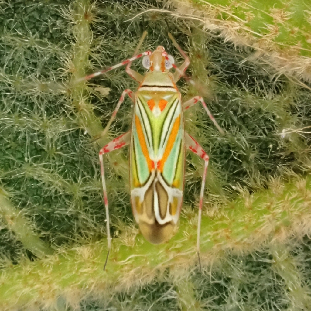 Rondonella