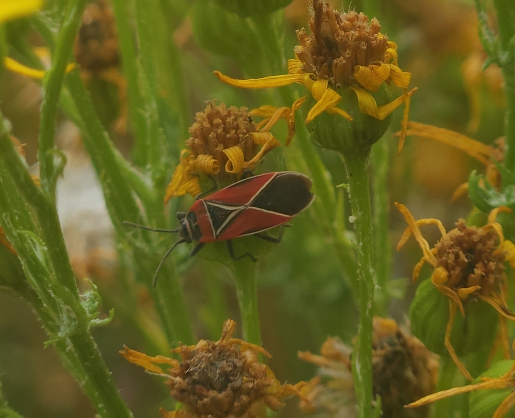 White-crossed Seed Bug from King County, US-WA, US on August 3, 2025 at ...