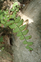 Adiantum trapeziforme