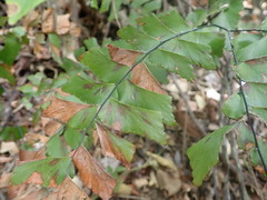 Adiantum trapeziforme