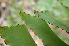 Adiantum trapeziforme