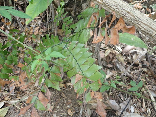 Image of Adiantum trapeziforme by (c) Laura J. Costello, some rights reserved (CC BY)