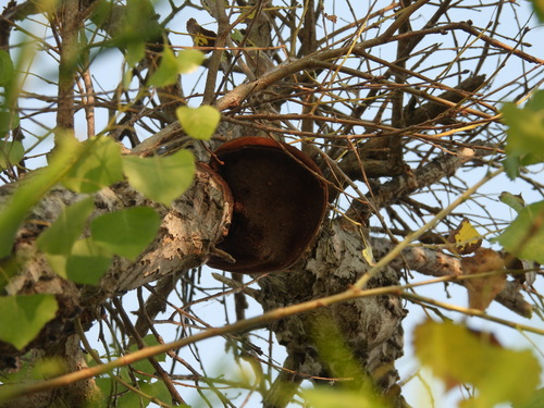 iNaturalist observation photo of 锈革孔菌科 · 锈革孔菌科 · 锈革孔菌科