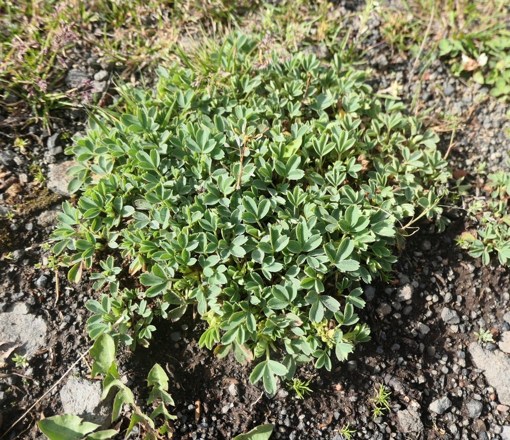 Sibbaldia parviflora; photograph author not stated, no rights reserved