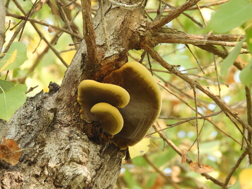 iNaturalist observation photo of 锈革孔菌科 · 锈革孔菌科 · 锈革孔菌科