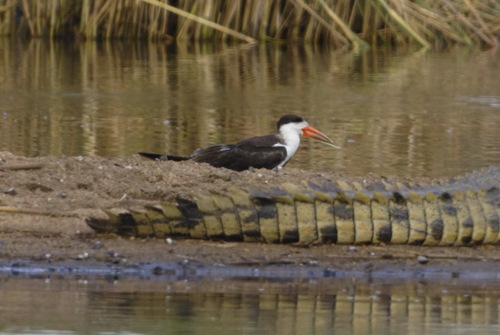 African Skimmer (Rynchops flavirostris), photo 2