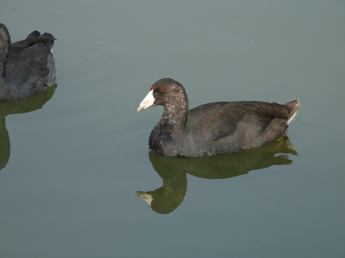iNaturalist observation photo of American Coot