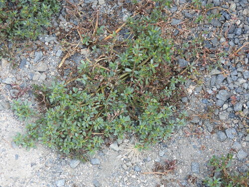 iNaturalist observation photo of Common Purslane